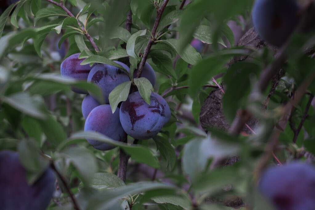 plums ripening